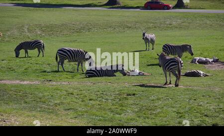 Giraffen und Zebras den Sommer genießen Sonne. Fotos bei Longleat Safari Park. Stockfoto