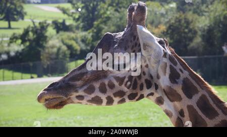 Giraffen und Zebras den Sommer genießen Sonne. Fotos bei Longleat Safari Park. Stockfoto