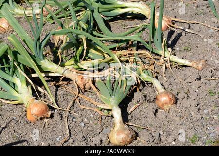 Zwiebeln Allium cepa Bedfordshire champion Trocknen auf Boden in einem organischen Garten Stockfoto