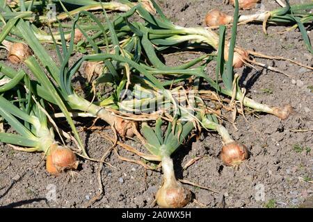 Zwiebeln Zwiebeln trocknen auf Boden in einem organischen Garten Allium cepa Bedfordshire Champion Stockfoto