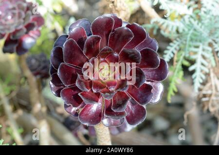 Aeonium arboreum atropurpureum dunkel Lila hauswurz Baum rosette Blume Stockfoto