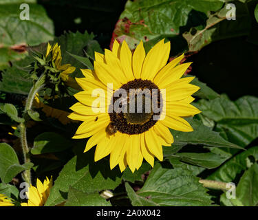 Botanische Gärten, Dyffryn Gardens, St Nicholas, Wales, Großbritannien Stockfoto