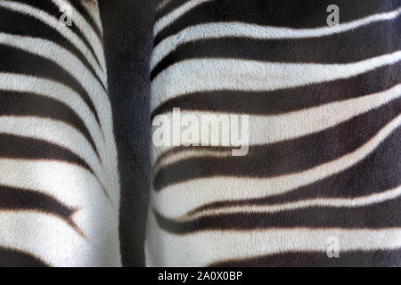 Hintere Ende eines Okapi, zeigt einen Abschnitt der Schwanz und Po. Zusammenfassung Hintergrund Detail der Gestreifte Muster Stockfoto