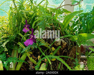 Botanische Gärten, Dyffryn Gardens, St Nicholas, Wales, Großbritannien Stockfoto