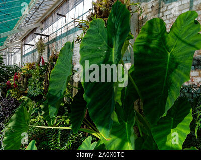 Botanische Gärten, Dyffryn Gardens, St Nicholas, Wales, Großbritannien Stockfoto