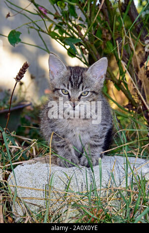 Frontalansicht des grauen Tabby Kätzchen saß auf einem weißen Boulder Stockfoto