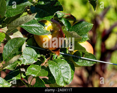 Äpfel, NT, Dyffryn Gardens, Vale von Glamorgan, UK Stockfoto