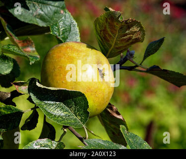 Äpfel, NT, Dyffryn Gardens, Vale von Glamorgan, UK Stockfoto