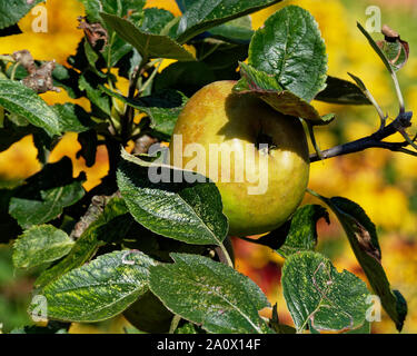 Äpfel, NT, Dyffryn Gardens, Vale von Glamorgan, UK Stockfoto