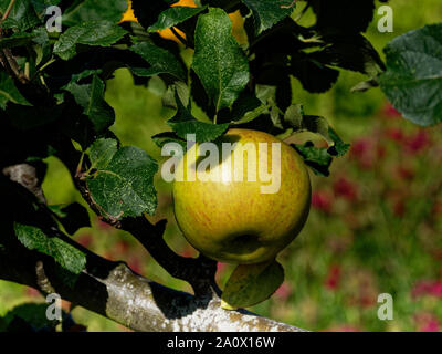 Äpfel, NT, Dyffryn Gardens, Vale von Glamorgan, UK Stockfoto