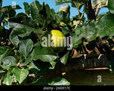 Äpfel, NT, Dyffryn Gardens, Vale von Glamorgan, UK Stockfoto