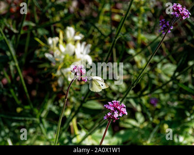 Botanische Gärten, Dyffryn Gardens, St Nicholas, Wales, Großbritannien Stockfoto