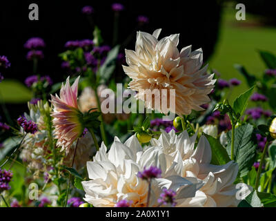 Botanische Gärten, Dyffryn Gardens, St Nicholas, Wales, Großbritannien Stockfoto