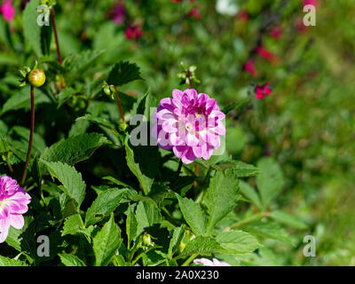 Botanische Gärten, Dyffryn Gardens, St Nicholas, Wales, Großbritannien Stockfoto