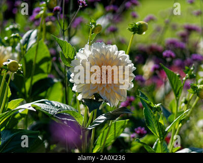 Botanische Gärten, Dyffryn Gardens, St Nicholas, Wales, Großbritannien Stockfoto