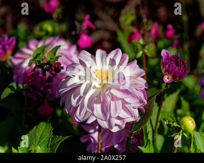 Botanische Gärten, Dyffryn Gardens, St Nicholas, Wales, Großbritannien Stockfoto