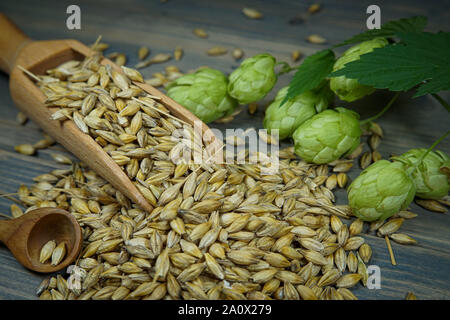 Niederlassung von frischem Hopfen an der Pflanze und Gerste Samen Verschütten von Holz- schaufel Stockfoto