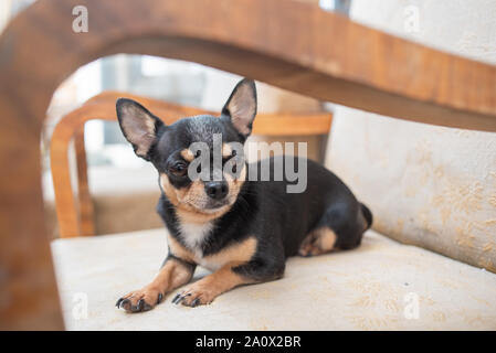 Chihuahua - Chihuahua Hündchen. in einem Stuhl. hihuahua Hund Haustier tri-color schwarz-braun-weiß. Einen niedlichen Hund in einer retro Sessel wartet auf seinen Meister. Tun Stockfoto