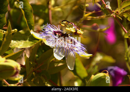 Blaue Passionsblume blühen, Passiflora caerulea einzelne Blume Nahaufnahme Stockfoto