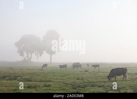 Kühe in misty Wiese mit Bäumen im Norden Deutschlands Stockfoto
