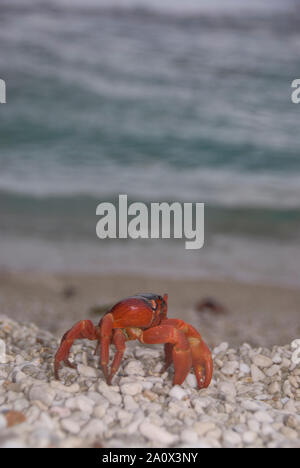 Red Crab, Gecarcoidea natalis, am Kieselstrand, Weihnachtsinsel, Australien Stockfoto