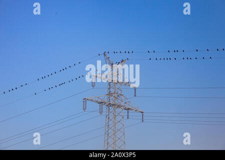 Vögel auf Strom Draht in der Nähe von Metall pylon gegen den blauen Himmel Stockfoto