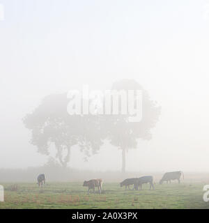 Kühe in misty Wiese mit Bäumen im Norden Deutschlands Stockfoto