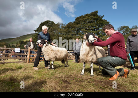 Grobe fiel Schafe wird beurteilt, Serenity Show statt zwischen Garsdale und Hawes, North Yorkshire, September 2019. Die Show ist in erster Linie ein Schaf Show. Stockfoto
