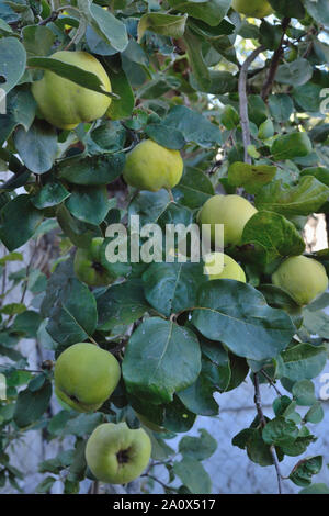 Quitten auf einem Baum, Cydonia oblonga Stockfoto