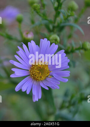 In der Nähe von Europäischen Michaelmas - daisy flower, Aster amellus Stockfoto