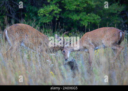 Weißwedelhirsche Dollars spielen im frühen Morgenlicht mit samt Geweih im Sommer in Kanada Stockfoto