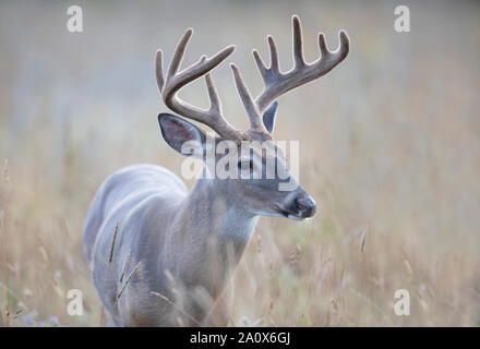 Weißschwanzbock (Odocoileus virginianus) Mit Samtgeweih im frühen Morgenlicht im Sommer In Kanada Stockfoto