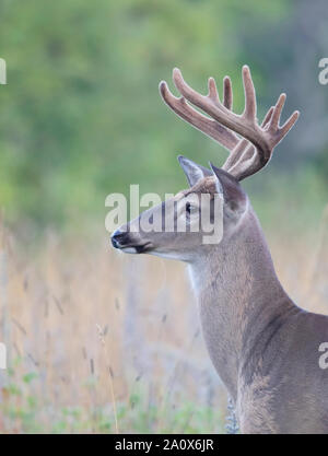 Weißschwanzbock (Odocoileus virginianus) Mit Samtgeweih im frühen Morgenlicht im Sommer In Kanada Stockfoto