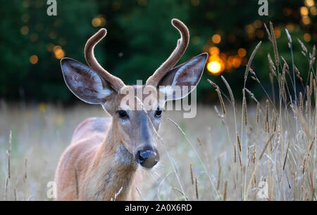 Eine junge weißwedelhirsche Buck im Morgenlicht mit samt Geweih im Sommer in Kanada Stockfoto