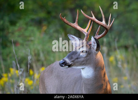 Trophy Weißwedelhirsche buck Portrait ein Spaziergang durch die Wiese im Herbst rut in Kanada Stockfoto