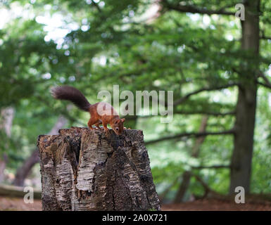 Eichhörnchen auf Browsea Insel Poole Dorset Stockfoto