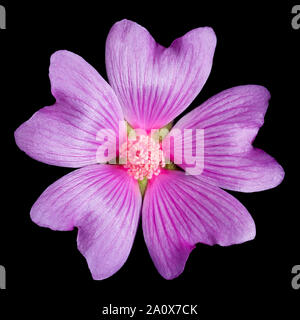 Gemeinsame Malve Blume, Malva Sylvestris, schwarzer Hintergrund, ein stattliches "Unkraut" der Abfälle Boden, strassenrand Verges und Gärten. Stockfoto