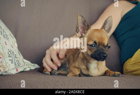 Kaukasische Frau Braun chihuahua Streicheln auf einer Couch. Entspannen Hund Stockfoto