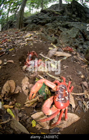 Rote Krabben, Gecarcoidea natalis, im Wald von Felsen, Weihnachtsinsel, Australien Stockfoto