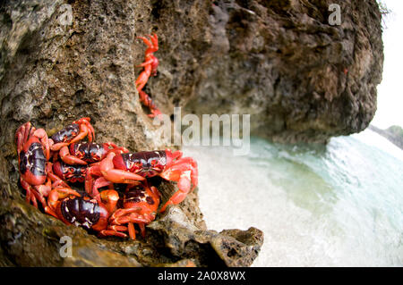 Abguss von roten Krabben, Gecarcoidea natalis, auf Felsen am Strand, Weihnachtsinsel, Australien Stockfoto