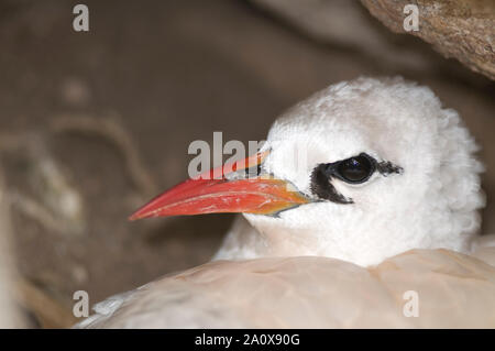 Detail des Jungtieres Silver Bosun, Phaeton rubricauda westralis, Christmas Island, Australien Stockfoto