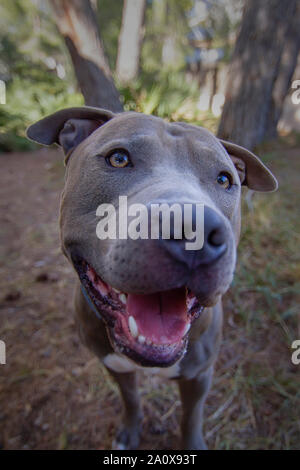 Schönen Porträt einer männlichen American Stafforshire Terrier blau Stockfoto