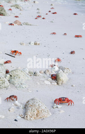 Rote Krabben, Gecarcoidea natalis, am Strand, Weihnachtsinsel, Australien Stockfoto