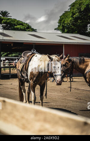 Oahu, Hawaii - 23. August 2019: Pferde außerhalb der Ställe an Kualoa Ranch, Oahu Hawaii. Stockfoto