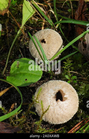 Lycoperdon perlatum, im Volksmund bekannt als die gemeinsame Puffball, alte Muster, bereit, Sporen zu werfen. Stockfoto