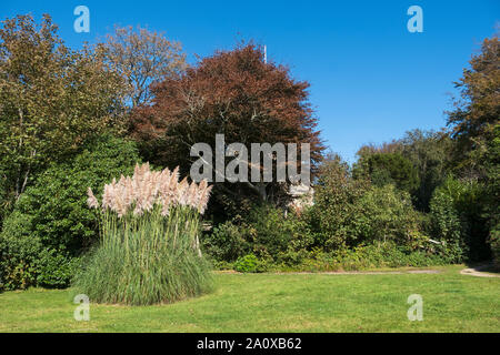 Pampas Gras, Cortaderia selloana, Großbritannien Stockfoto
