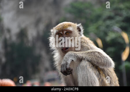 Porträt einer Krabbe - macaque Essen, Macaca fascicularis, auch als Long-tailed Macaque an den Treppen der Batu Höhlen in Malaysia bekannt Stockfoto