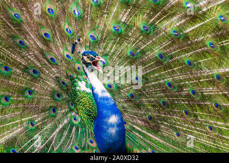 Pied Peacock/Indischen Pfau (Pavo cristatus) mit weißer Färbung, Aufrufen und Anzeigen von schwanzfedern - Florida, USA Stockfoto