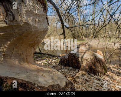 Der Stamm von einem mächtigen Baum, an den Ufern des Flusses Swider, Biber gebissen Stockfoto