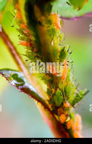 Grün und Braun Blattläuse Befall auf Rosenbusch Stockfoto